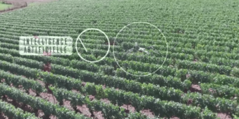 Tredecile Sensors Modules TeraRanger One helps ensure vineyard health with drone-based solution