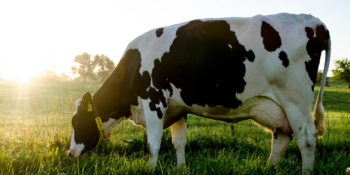 Tredecile Sensors Modules Testing Optical Time-of-Flight Distance Sensors to Monitor Milk Levels