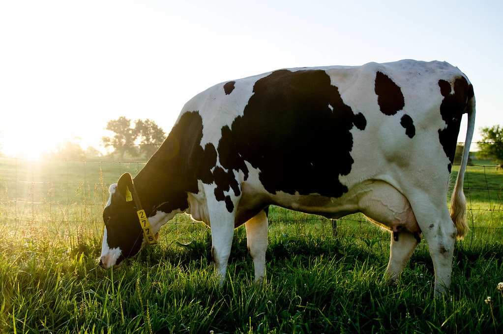 Tredecile Blog Testing Optical Time-of-Flight Distance Sensors to Monitor Milk Levels