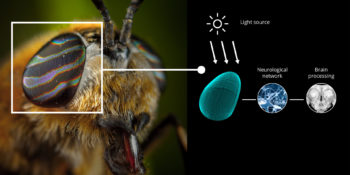 Tredecile Sensors Modules How to deal with light? Sensing principles inspired by nature